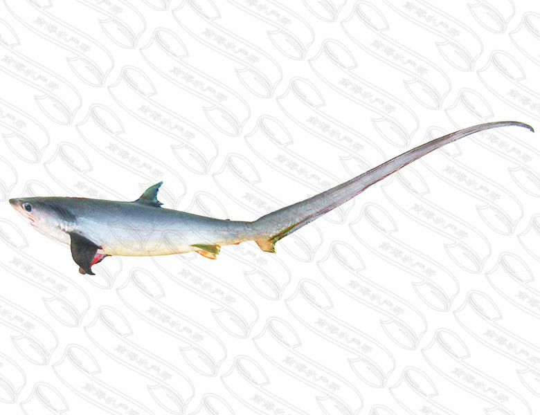 弧形长尾鲨