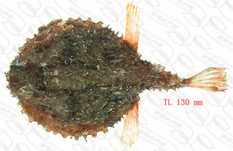 印度棘茄鱼( 突额棘茄鱼)