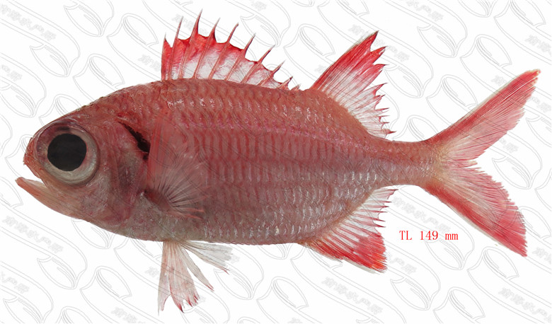 红锯鳞鱼 