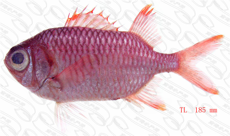 紫红锯鳞鱼( 紫色锯鳞鱼)