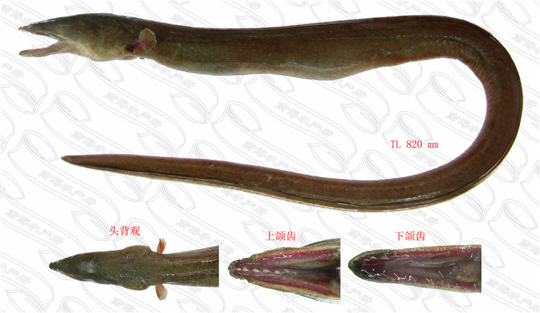 紫身短体蛇鳗