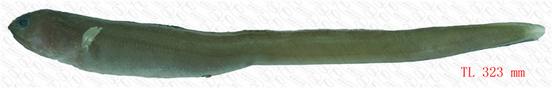 锉吻渊油鳗( 锉吻海康吉鳗) 