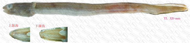 大眼拟海蠕鳗( 大眼拟海康吉鳗)