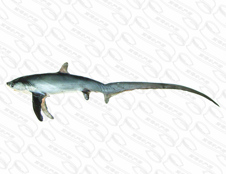 浅海长尾鲨