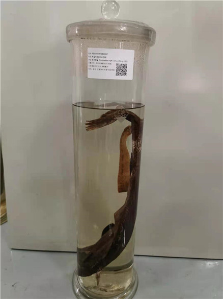 黑异鳞鲨