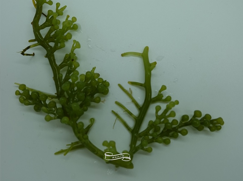 总状蕨藻