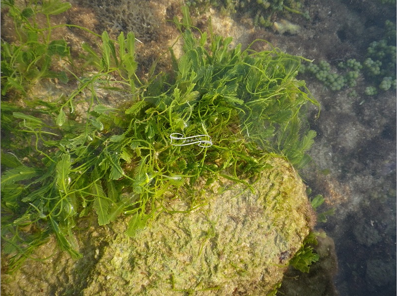 针叶蕨藻