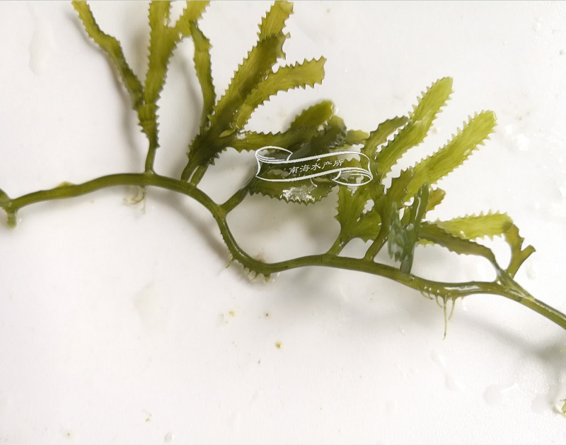 齿形蕨藻
