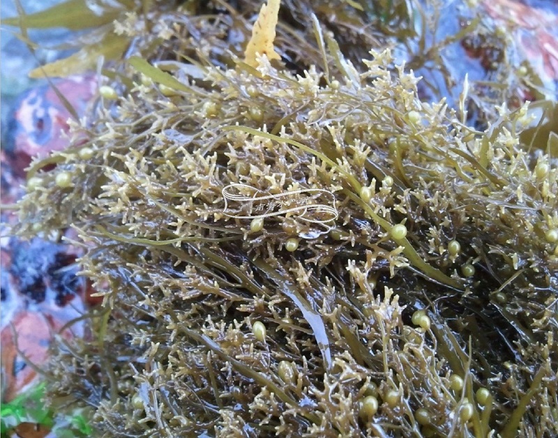 瓦氏马尾藻